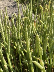 Salicornia perennis