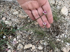 Eriogonum