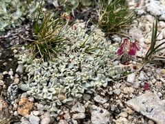 Eriogonum
