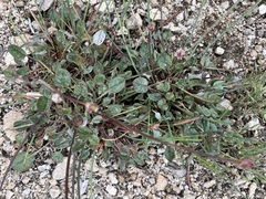 Eriogonum