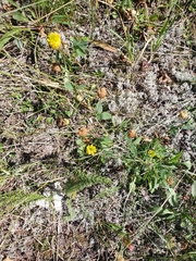Trifolium aureum