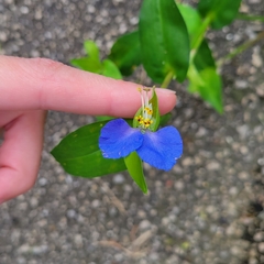 Commelina