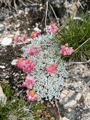 Eriogonum