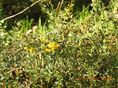 Acacia acinacea