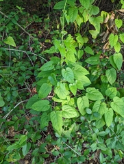 Gonolobus suberosus