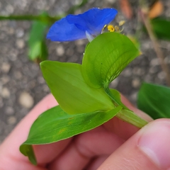 Commelina