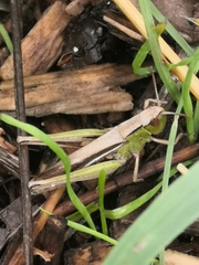 Chorthippus albomarginatus