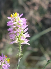 Polygala curtissii