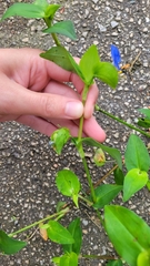Commelina