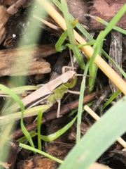 Chorthippus albomarginatus