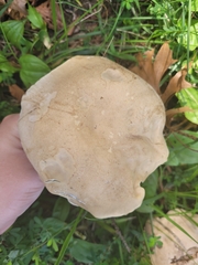 Xerocomellus mendocinensis
