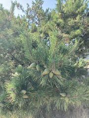 Pinus thunbergii