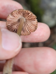 Bolbitius aleuriatus