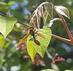 Polistes crinitus