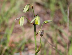 Albuca cooperi