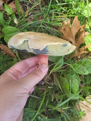 Xerocomellus mendocinensis