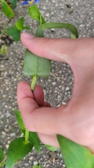 Commelina