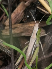 Chorthippus albomarginatus