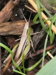 Chorthippus albomarginatus