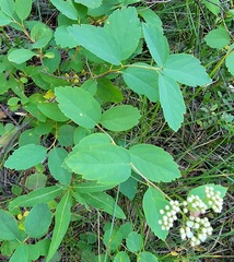 Spiraea betulifolia