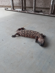 Heloderma suspectum