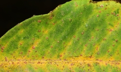 Chrysomphalus dictyospermi