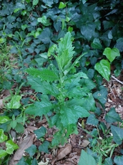 Dysphania ambrosioides