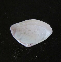 Iphigenia brasiliensis