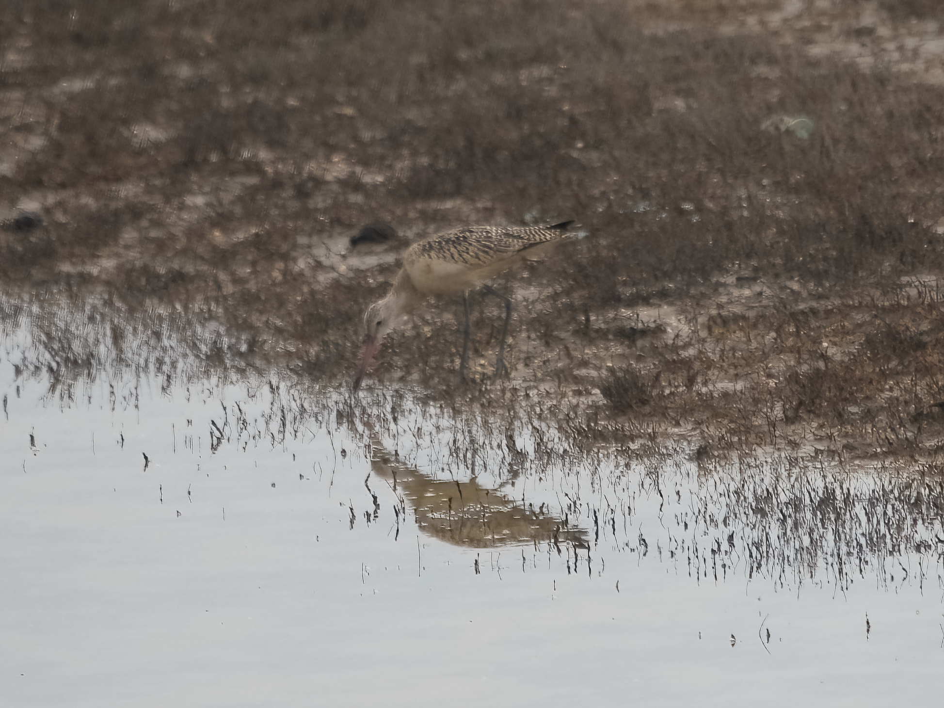 Marbled Godwit
