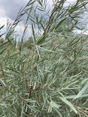 Salix exigua