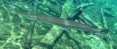 Lepisosteus osseus