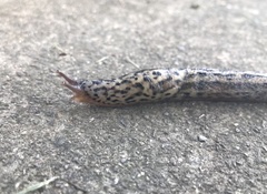 Limax maximus