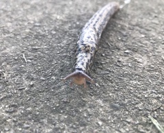 Limax maximus