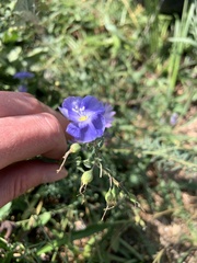Linum lewisii