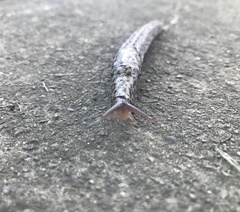 Limax maximus