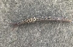 Limax maximus
