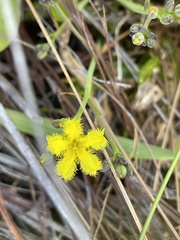 Villarsia capensis