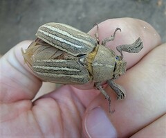 Polyphylla decemlineata