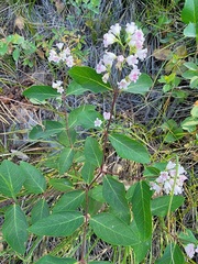 Apocynum androsaemifolium