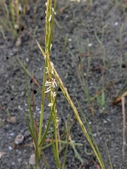 Sporobolus pumilus