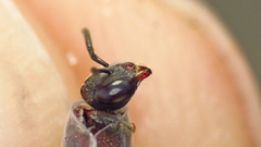 Sphecodes heraclei ignitus