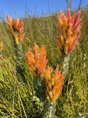 Mimetes pauciflorus
