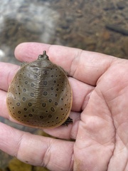 Apalone spinifera spinifera