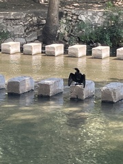 Nannopterum brasilianum