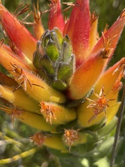Mimetes pauciflorus