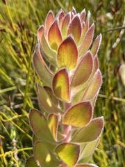 Mimetes pauciflorus