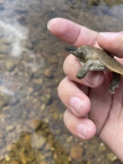 Apalone spinifera spinifera