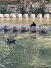 Nannopterum brasilianum