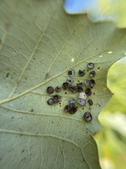 Phylloteras volutellae