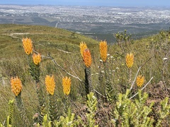 Mimetes pauciflorus